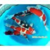 1_Nhung_chu_cac_Koi_trong_thung_moi_duoc_nhap_ve