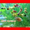 vjbl-novotab-thuc-an-vien-dan-danh-cho-ca-trong-ho-thuy-sinh-duc-160-vienmaxresdefault