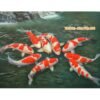 phan-biet-ca-koi-nhat-ban-1477020887751-0-0-1176-1600-crop-1477020895114
