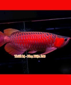 chai-so-0-o-arowana-disease-muc-duoi-lo-minh-muc-vay-ro-dau-rop-mat-lo-loet-sinh-bung-cac-vet-thuong-do-tray-xuoc-thuoc-chua-benh-cho-ca-rong-2-chai-so-1-special-arowana-guard-khu-chlorine-va-cac-kim-loai-nang-co-trong-nuoc-can-bang-do-ph-trong-ho-ca-giam-stress-thuoc-chua-benh-cho-ca-rong-chai-so-2-special-arowana-disease-awaythuoc-dac-tri-chuyen-dung-de-phong-nam-mang-ca-ca-rong-bi-namnhiem-khuan-hoac-ky-sinh-thuoc-chua-benh-cho-ca-rong-chai-so-3-special-arowana-external-bacteria-fungus-away-chuyen-tri-cac-benh-cho-ca-rong-nhu-nam-ca-rong-rach-vay-thoi-vayithuoc-chua-benh-cho-ca-rong-chai-so-4-special-arowana-slim-white-spot-velvet-awaychuyen-dung-tri-cac-benh-cho-ca-rong-nhu-ran-dom-trangsan-mang-ca-nhiem-ky-sinh-trung-nam-velvet-thuoc-chua-benh-cho-ca-rong-chai-so-5-special-arowana-internal-bacteria-ulcer-awaythuoc-chua-benh-cac-loai-ca-canh-tri-cac-benh-cho-ca-rong-nhu-lo-loet-chua-kenh-vay-ca-rong-sinh-bung-thoi-mang-rop-mat-ca-thuoc-chu
