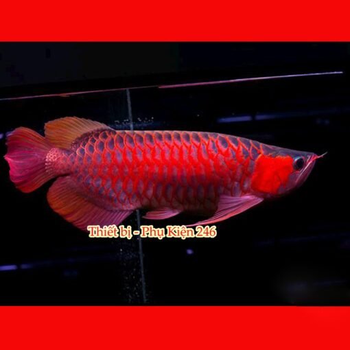 chai-so-0-o-arowana-disease-muc-duoi-lo-minh-muc-vay-ro-dau-rop-mat-lo-loet-sinh-bung-cac-vet-thuong-do-tray-xuoc-thuoc-chua-benh-cho-ca-rong-2-chai-so-1-special-arowana-guard-khu-chlorine-va-cac-kim-loai-nang-co-trong-nuoc-can-bang-do-ph-trong-ho-ca-giam-stress-thuoc-chua-benh-cho-ca-rong-chai-so-2-special-arowana-disease-awaythuoc-dac-tri-chuyen-dung-de-phong-nam-mang-ca-ca-rong-bi-namnhiem-khuan-hoac-ky-sinh-thuoc-chua-benh-cho-ca-rong-chai-so-3-special-arowana-external-bacteria-fungus-away-chuyen-tri-cac-benh-cho-ca-rong-nhu-nam-ca-rong-rach-vay-thoi-vayithuoc-chua-benh-cho-ca-rong-chai-so-4-special-arowana-slim-white-spot-velvet-awaychuyen-dung-tri-cac-benh-cho-ca-rong-nhu-ran-dom-trangsan-mang-ca-nhiem-ky-sinh-trung-nam-velvet-thuoc-chua-benh-cho-ca-rong-chai-so-5-special-arowana-internal-bacteria-ulcer-awaythuoc-chua-benh-cac-loai-ca-canh-tri-cac-benh-cho-ca-rong-nhu-lo-loet-chua-kenh-vay-ca-rong-sinh-bung-thoi-mang-rop-mat-ca-thuoc-chu