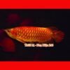 chai-so-0-o-arowana-disease-muc-duoi-lo-minh-muc-vay-ro-dau-rop-mat-lo-loet-sinh-bung-cac-vet-thuong-do-tray-xuoc-thuoc-chua-benh-cho-ca-rong-2-chai-so-1-special-arowana-guard-khu-chlorine-va-cac-kim-loai-nang-co-trong-nuoc-can-bang-do-ph-trong-ho-ca-giam-stress-thuoc-chua-benh-cho-ca-rong-chai-so-2-special-arowana-disease-awaythuoc-dac-tri-chuyen-dung-de-phong-nam-mang-ca-ca-rong-bi-namnhiem-khuan-hoac-ky-sinh-thuoc-chua-benh-cho-ca-rong-chai-so-3-special-arowana-external-bacteria-fungus-away-chuyen-tri-cac-benh-cho-ca-rong-nhu-nam-ca-rong-rach-vay-thoi-vayithuoc-chua-benh-cho-ca-rong-chai-so-4-special-arowana-slim-white-spot-velvet-awaychuyen-dung-tri-cac-benh-cho-ca-rong-nhu-ran-dom-trangsan-mang-ca-nhiem-ky-sinh-trung-nam-velvet-thuoc-chua-benh-cho-ca-rong-chai-so-5-special-arowana-internal-bacteria-ulcer-awaythuoc-chua-benh-cac-loai-ca-canh-tri-cac-benh-cho-ca-rong-nhu-lo-loet-chua-kenh-vay-ca-rong-sinh-bung-thoi-mang-rop-mat-ca-thuoc-chu252