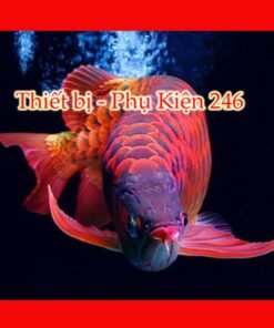 chai-so-0-o-arowana-disease-muc-duoi-lo-minh-muc-vay-ro-dau-rop-mat-lo-loet-sinh-bung-cac-vet-thuong-do-tray-xuoc-thuoc-chua-benh-cho-ca-rong-2-chai-so-1-special-arowana-guard-khu-chlorine-va-cac-kim-loai-nang-co-trong-nuoc-can-bang-do-ph-trong-ho-ca-giam-stress-thuoc-chua-benh-cho-ca-rong-chai-so-2-special-arowana-disease-awaythuoc-dac-tri-chuyen-dung-de-phong-nam-mang-ca-ca-rong-bi-namnhiem-khuan-hoac-ky-sinh-thuoc-chua-benh-cho-ca-rong-chai-so-3-special-arowana-external-bacteria-fungus-away-chuyen-tri-cac-benh-cho-ca-rong-nhu-nam-ca-rong-rach-vay-thoi-vayithuoc-chua-benh-cho-ca-rong-chai-so-4-special-arowana-slim-white-spot-velvet-awaychuyen-dung-tri-cac-benh-cho-ca-rong-nhu-ran-dom-trangsan-mang-ca-nhiem-ky-sinh-trung-nam-velvet-thuoc-chua-benh-cho-ca-rong-chai-so-5-special-arowana-internal-bacteria-ulcer-awaythuoc-chua-benh-cac-loai-ca-canh-tri-cac-benh-cho-ca-rong-nhu-lo-loet-chua-kenh-vay-ca-rong-sinh-bung-thoi-mang-rop-mat-ca-thuoc-chu