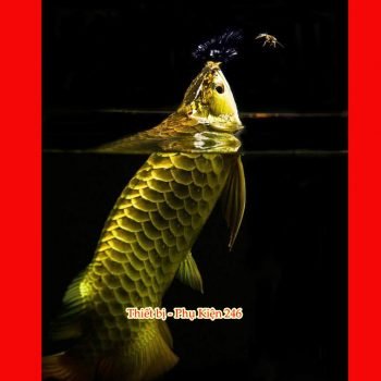 chai-so-0-o-arowana-disease-muc-duoi-lo-minh-muc-vay-ro-dau-rop-mat-lo-loet-sinh-bung-cac-vet-thuong-do-tray-xuoc-thuoc-chua-benh-cho-ca-rong-2-chai-so-1-special-arowana-guard-khu-chlorine-va-cac-kim-loai-nang-co-trong-nuoc-can-bang-do-ph-trong-ho-ca-giam-stress-thuoc-chua-benh-cho-ca-rong-chai-so-2-special-arowana-disease-awaythuoc-dac-tri-chuyen-dung-de-phong-nam-mang-ca-ca-rong-bi-namnhiem-khuan-hoac-ky-sinh-thuoc-chua-benh-cho-ca-rong-chai-so-3-special-arowana-external-bacteria-fungus-away-chuyen-tri-cac-benh-cho-ca-rong-nhu-nam-ca-rong-rach-vay-thoi-vayithuoc-chua-benh-cho-ca-rong-chai-so-4-special-arowana-slim-white-spot-velvet-awaychuyen-dung-tri-cac-benh-cho-ca-rong-nhu-ran-dom-trangsan-mang-ca-nhiem-ky-sinh-trung-nam-velvet-thuoc-chua-benh-cho-ca-rong-chai-so-5-special-arowana-internal-bacteria-ulcer-awaythuoc-chua-benh-cac-loai-ca-canh-tri-cac-benh-cho-ca-rong-nhu-lo-loet-chua-kenh-vay-ca-rong-sinh-bung-thoi-mang-rop-mat-ca-thuoc-chu