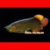 chai-so-0-o-arowana-disease-muc-duoi-lo-minh-muc-vay-ro-dau-rop-mat-lo-loet-sinh-bung-cac-vet-thuong-do-tray-xuoc-thuoc-chua-benh-cho-ca-rong-2-chai-so-1-special-arowana-guard-khu-chlorine-va-cac-kim-loai-nang-co-trong-nuoc-can-bang-do-ph-trong-ho-ca-giam-stress-thuoc-chua-benh-cho-ca-rong-chai-so-2-special-arowana-disease-awaythuoc-dac-tri-chuyen-dung-de-phong-nam-mang-ca-ca-rong-bi-namnhiem-khuan-hoac-ky-sinh-thuoc-chua-benh-cho-ca-rong-chai-so-3-special-arowana-external-bacteria-fungus-away-chuyen-tri-cac-benh-cho-ca-rong-nhu-nam-ca-rong-rach-vay-thoi-vayithuoc-chua-benh-cho-ca-rong-chai-so-4-special-arowana-slim-white-spot-velvet-awaychuyen-dung-tri-cac-benh-cho-ca-rong-nhu-ran-dom-trangsan-mang-ca-nhiem-ky-sinh-trung-nam-velvet-thuoc-chua-benh-cho-ca-rong-chai-so-5-special-arowana-internal-bacteria-ulcer-awaythuoc-chua-benh-cac-loai-ca-canh-tri-cac-benh-cho-ca-rong-nhu-lo-loet-chua-kenh-vay-ca-rong-sinh-bung-thoi-mang-rop-mat-ca-thuoc-chu255