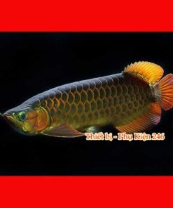 chai-so-0-o-arowana-disease-muc-duoi-lo-minh-muc-vay-ro-dau-rop-mat-lo-loet-sinh-bung-cac-vet-thuong-do-tray-xuoc-thuoc-chua-benh-cho-ca-rong-2-chai-so-1-special-arowana-guard-khu-chlorine-va-cac-kim-loai-nang-co-trong-nuoc-can-bang-do-ph-trong-ho-ca-giam-stress-thuoc-chua-benh-cho-ca-rong-chai-so-2-special-arowana-disease-awaythuoc-dac-tri-chuyen-dung-de-phong-nam-mang-ca-ca-rong-bi-namnhiem-khuan-hoac-ky-sinh-thuoc-chua-benh-cho-ca-rong-chai-so-3-special-arowana-external-bacteria-fungus-away-chuyen-tri-cac-benh-cho-ca-rong-nhu-nam-ca-rong-rach-vay-thoi-vayithuoc-chua-benh-cho-ca-rong-chai-so-4-special-arowana-slim-white-spot-velvet-awaychuyen-dung-tri-cac-benh-cho-ca-rong-nhu-ran-dom-trangsan-mang-ca-nhiem-ky-sinh-trung-nam-velvet-thuoc-chua-benh-cho-ca-rong-chai-so-5-special-arowana-internal-bacteria-ulcer-awaythuoc-chua-benh-cac-loai-ca-canh-tri-cac-benh-cho-ca-rong-nhu-lo-loet-chua-kenh-vay-ca-rong-sinh-bung-thoi-mang-rop-mat-ca-thuoc-chu