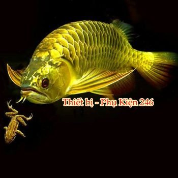 rong vangchai-so-0-o-arowana-disease-muc-duoi-lo-minh-muc-vay-ro-dau-rop-mat-lo-loet-sinh-bung-cac-vet-thuong-do-tray-xuoc-thuoc-chua-benh-cho-ca-rong