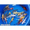 High quality koi, Koi, Koi fingerlings, small koi, japanese koi