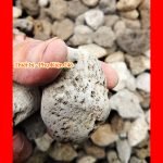 da-nham-thach-nho-scoria-stone-vat-lieu-loc-trang-tri-be-ca