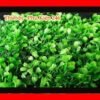 ca-canh-thuy-sinh-sinh-vat-canh-thu-nuoi-la-han-rong-koi-phu-kien-ca-canh-phu-kien-thuy-sinh-do-choi-ca-canh-thuy-sinh-thuc-an-ca-canh-vat-nuoi-may-bom-12245
