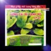 ca-canh-thuy-sinh-sinh-vat-canh-thu-nuoi-asda-la-han-rong-koi-phu-kien-ca-canh-phu-kien-thuy-sinh-do-choi-ca-canh-thuy-sinh-thuc-an-ca-canh-vat-nuoi-may-bom-ca-bien-cham-soc-cay-canh-815sfa7757557364