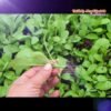 ca-canh-thuy-sinh-sinh-vat-canh-thu-nuoi-asda-la-han-rong-koi-phu-kien-ca-canh-phu-kien-thuy-sinh-do-choi-ca-canh-thuy-sinh-thuc-an-ca-canh-vat-nuoi-may-bom-ca-bien-cham-soc-cay-canh-815sfa7757557364107