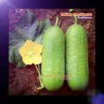 ca-canh-thuy-sinh-sinh-vat-canh-thu-nuoi-asda-la-han-rong-koi-phu-kien-ca-canh-phu-kien-thuy-sinh-do-choi-ca-canh-thuy-sinh-thuc-an-ca-canh-vat-nuoi-may-bom-ca-bien-cham-soc-cay-canh-815sfa7757557364