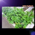 ca-canh-thuy-sinh-sinh-vat-canh-thu-nuoi-asda-la-han-rong-koi-phu-kien-ca-canh-phu-kien-thuy-sinh-do-choi-ca-canh-thuy-sinh-thuc-an-ca-canh-vat-nuoi-may-bom-ca-bien-cham-soc-cay-canh-815sfa7757557364ca-canh-thuy-sinh-sinh-vat-canh-thu-nuoi-asda-la-han-rong-koi-phu-kien-ca-canh-phu-kien-thuy-sinh-do-choi-ca-canh-thuy-sinh-thuc-an-ca-canh-vat-nuoi-may-bom-ca-bien-cham-soc-cay-canh-815sfa7757557364