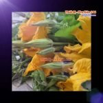 ca-canh-thuy-sinh-sinh-vat-canh-thu-nuoi-asda-la-han-rong-koi-phu-kien-ca-canh-phu-kien-thuy-sinh-do-choi-ca-canh-thuy-sinh-thuc-an-ca-canh-vat-nuoi-may-bom-ca-bien-cham-soc-cay-canh-815sfa7757557364