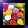 ca-canh-thuy-sinh-sinh-vat-canh-thu-nuoi-asda-la-han-rong-koi-phu-kien-ca-canh-phu-kien-thuy-sinh-do-choi-ca-canh-thuy-sinh-thuc-an-ca-canh-vat-nuoi-may-bom-ca-bien-cham-soc-cay-canh-815sfa7757557364130
