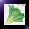 15ca-canh-thuy-sinh-sinh-vat-canh-thu-nuoi-asda-la-han-rong-koi-phu-kien-ca-canh-phu-kien-thuy-sinh-do-choi-ca-canh-thuy-sinh-thuc-an-ca-canh-vat-nuoi-may-bom-ca-bien-cham-soc-cay-canh-815sfa7757557364