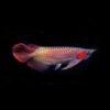 chai-so-0-o-arowana-disease-muc-duoi-lo-minh-muc-vay-ro-dau-rop-mat-lo-loet-sinh-bung-cac-vet-thuong-do-tray-xuoc-thuoc-chua-benh-cho-ca-rong-2-chai-so-1-special-arowana-guard-khu-chlorine-va-cac-kim-loai-nang-co-trong-nuoc-can-bang-do-ph-trong-ho-ca-giam-stress-thuoc-chua-benh-cho-ca-rong-chai-so-2-special-arowana-disease-awaythuoc-dac-tri-chuyen-dung-de-phong-nam-mang-ca-ca-rong-bi-namnhiem-khuan-hoac-ky-sinh-thuoc-chua-benh-cho-ca-rong-chai-so-3-special-arowana-external-bacteria-fungus-away-chuyen-tri-cac-benh-cho-ca-rong-nhu-nam-ca-rong-rach-vay-thoi-vayithuoc-chua-benh-cho-ca-rong-chai-so-4-special-arowana-slim-white-spot-velvet-awaychuyen-dung-tri-cac-benh-cho-ca-rong-nhu-ran-dom-trangsan-mang-ca-nhiem-ky-sinh-trung-nam-velvet-thuoc-chua-benh-cho-ca-rong-chai-so-5-special-arowana-internal-bacteria-ulcer-awaythuoc-chua-benh-cac-loai-ca-canh-tri-cac-benh-cho-ca-rong-nhu-lo-loet-chua-kenh-vay-ca-rong-sinh-bung-thoi-mang-rop-mat-ca-thuoc-chu216