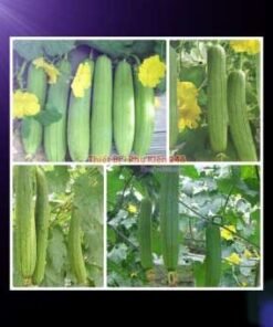 ca-canh-thuy-sinh-sinh-vat-canh-thu-nuoi-asda-la-han-rong-koi-phu-kien-ca-canh-phu-kien-thuy-sinh-do-choi-ca-canh-thuy-sinh-thuc-an-ca-canh-vat-nuoi-may-bom-ca-bien-cham-soc-cay-canh-815sfa7757557364