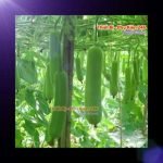 ca-canh-thuy-sinh-sinh-vat-canh-thu-nuoi-asda-la-han-rong-koi-phu-kien-ca-canh-phu-kien-thuy-sinh-do-choi-ca-canh-thuy-sinh-thuc-an-ca-canh-vat-nuoi-may-bom-ca-bien-cham-soc-cay-canh-815sfa7757557364
