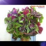 ca-canh-thuy-sinh-sinh-vat-canh-thu-nuoi-asda-la-han-rong-koi-phu-kien-ca-canh-phu-kien-thuy-sinh-do-choi-ca-canh-thuy-sinh-thuc-an-ca-canh-vat-nuoi-may-bom-ca-bien-cham-soc-cay-canh-815sfa7757557364ca-canh-thuy-sinh-sinh-vat-canh-thu-nuoi-asda-la-han-rong-koi-phu-kien-ca-canh-phu-kien-thuy-sinh-do-choi-ca-canh-thuy-sinh-thuc-an-ca-canh-vat-nuoi-may-bom-ca-bien-cham-soc-cay-canh-815sfa7757557364