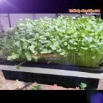 ca-canh-thuy-sinh-sinh-vat-canh-thu-nuoi-asda-la-han-rong-koi-phu-kien-ca-canh-phu-kien-thuy-sinh-do-choi-ca-canh-thuy-sinh-thuc-an-ca-canh-vat-nuoi-may-bom-ca-bien-cham-soc-cay-canh-815sfa7757557364