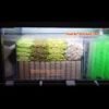 tam-loc-jmat-xoan-oc-bui-nhui-jmat-mountain-tree-10×20-loai-tot-xanh-la626