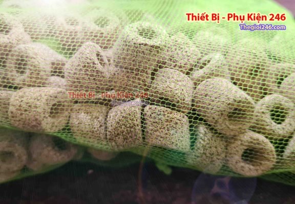 Thế giới 246
