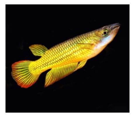 Thế giới 246