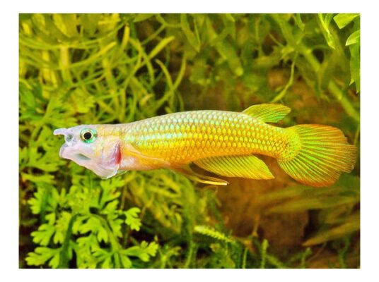 Thế giới 246