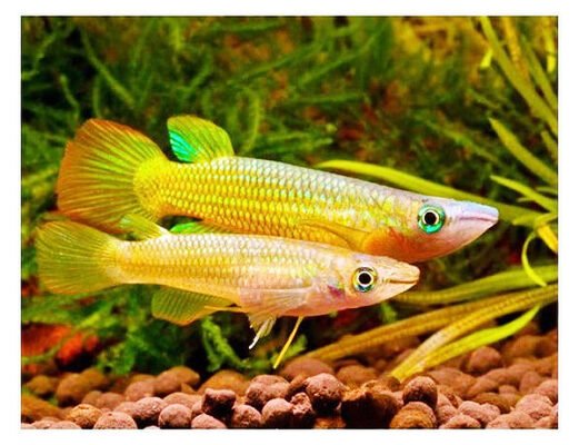 Thế giới 246