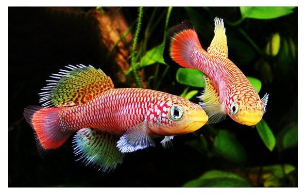 Thế giới 246