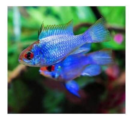 Thế giới 246