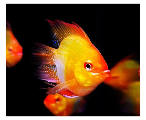 Thế giới 246