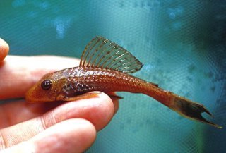 Thế giới 246