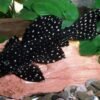 Cá L097 – Tuyệt Tác Polka Dot Cactus Pleco (Pseudacanthicus sp.)
